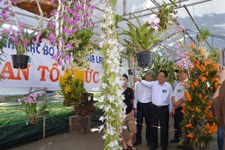 Gia Lai: Triển lãm hoa lan chào mừng lễ 30/4-1/5