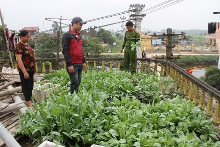 Hưng Yên: Phát hiện lượng lớn cây thuốc phiện được trồng trong nghĩa trang để... chữa bệnh