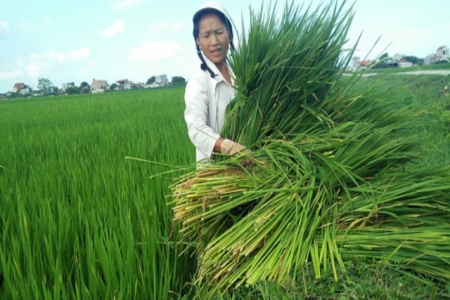 Thanh Hóa: "Lúa ma" bủa vây đồng ruộng khiến nông dân khốn đốn