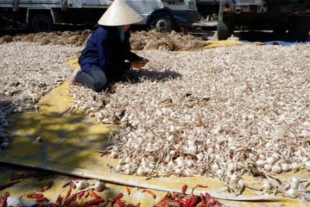 Điều đặc biệt làm nên thương hiệu tỏi Phan Rang có giá 200.000 đồng?