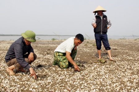 Thanh Hóa: Tìm ra nguyên nhân khiến 90 tấn ngao chết trắng bãi?