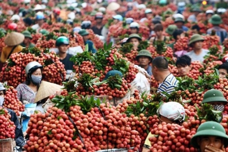 Bắc giang tìm đầu ra cho vải thiều