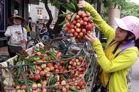 Bắc Giang: Bác bỏ thông tin 'vải thiều Bắc Giang giá thấp, phải đổ xuống sông'