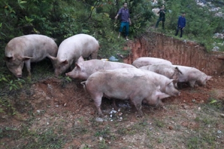 Tiêu hủy hơn 800 kg lợn hơi vận chuyển trái phép qua biên giới