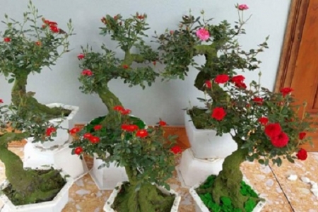 5 cách tạo hương thơm tự nhiên cho ngôi nhà