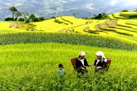 Đến Tuyên Quang ghé thăm ruộng bậc thang Hồng Thái