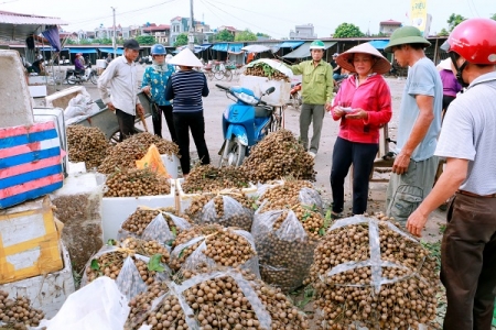 Nhãn lồng Hưng Yên vào mùa bội thu