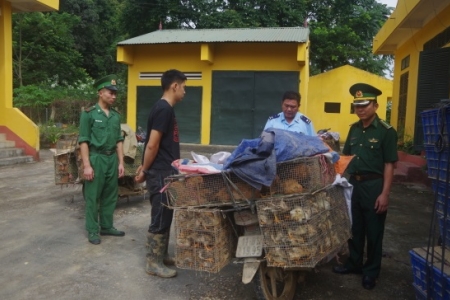 Cao Bằng: Thu giữ và tiêu hủy hàng nghìn gia cầm nhập lậu