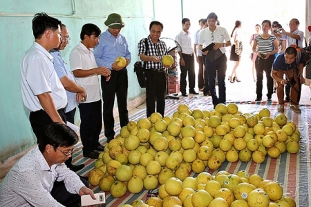 Xây dựng, đăng ký chỉ dẫn địa lý cho sản phẩm