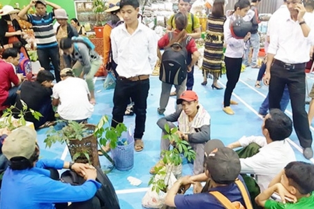 Quảng Nam: Phát triển giá trị sâm Ngọc Linh - hướng đi bền vững