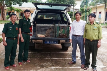 Quảng Bình: Thả động vật hoang dã quý hiếm về môi trường tự nhiên