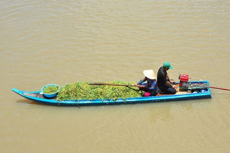 An Giang: Vỡ đê bao, hàng trăm ha lúa chìm trong biển nước