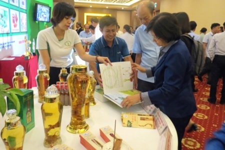 Quảng Nam: Cần phát huy tiềm năng cây sâm Ngọc Linh