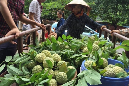 Xây dựng và bảo vệ thương hiệu nông sản: Càng chậm trễ, càng thiệt thòi