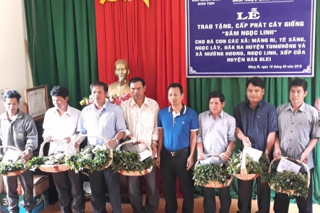 KonTum: Trao tặng gần 50.000 cây giống sâm Ngọc Linh trị giá 14 tỷ