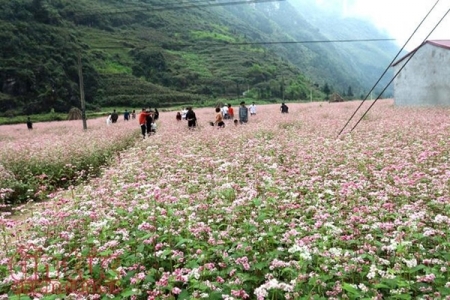 Lễ hội hoa Tam giác mạch Hà Giang 2018 sẽ khai mạc vào ngày 10/11