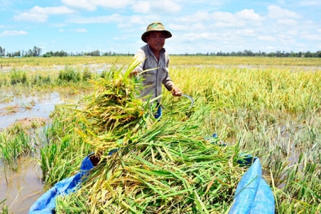 Lũ về sớm, Kiên Giang dốc toàn lực cứu lúa