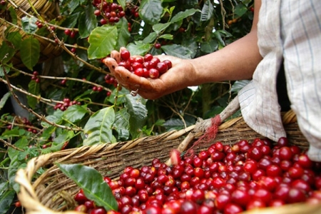 Giá cà phê hôm nay (5/10): Quay đầu giảm nhẹ