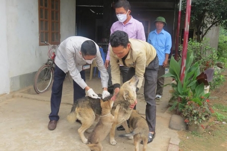 Thành lập Chi cục Chăn nuôi và Thú y Hà Nội