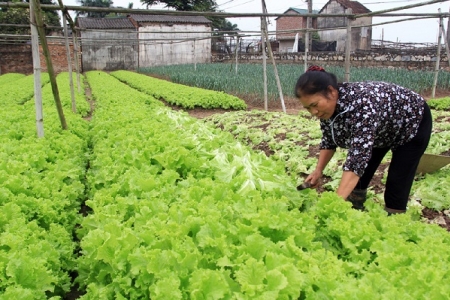 Hà Nội: Phê duyệt Kế hoạch chuyển đổi cơ cấu cây trồng trên đất lúa đến năm 2020