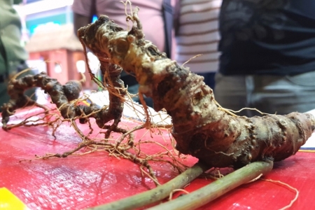 Nam Trà My - Quảng Nam: Tiêu thụ 67 kg sâm Ngọc Linh tại phiên chợ tháng 11