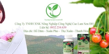 Nữ Doanh nhân Ngô Thị Hằng và mô hình cà gai leo công nghệ cao