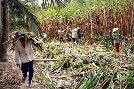 ĐBSCL: Nông dân lỗ nặng vẫn phải vất vả thu hoạch mía chạy lũ