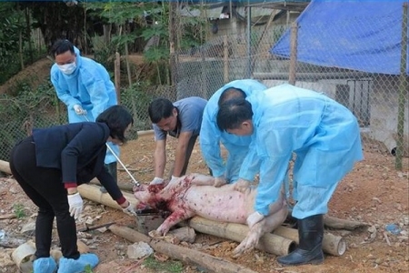 Lạng Sơn: 'Lợn nôn ra máu, chết hàng loạt' là thông tin thất thiệt