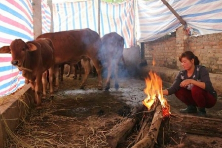 Hà Nội: Triển khai các biện pháp phòng chống đói, rét cho đàn vật nuôi, thủy sản