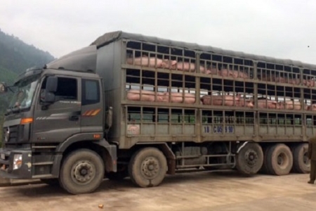 Hà Nội: Tăng cường các biện pháp phòng, chống buôn lậu, vận chuyển, kinh doanh, sản phẩm từ lợn không rõ nguồn gốc