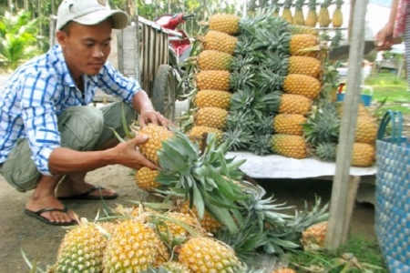 Kiên Giang: Giúp dân sản xuất dứa Tắc Cậu theo quy trình VietGAP vang xa