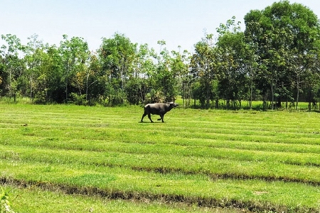 Đất nền vùng ven hút dòng tiền đầu tư dịp cuối năm