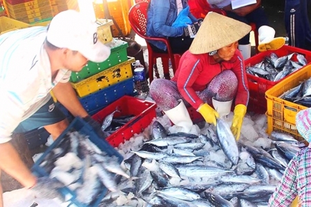 Bình Định: Hơn 200 công nhân ngộ độc vì ăn cá ngừ