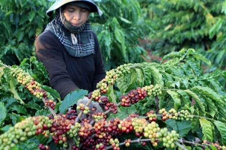 Giá nông sản ngày 17/1/2019: Cà phê tăng, giá tiêu lặng sóng