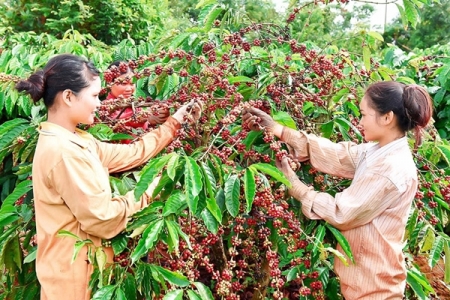 Giá nông sản ngày 19/1/2019: Cà phê tăng 200 đồng, giá tiêu đi ngang