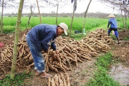 Xuất khẩu sắn sang Trung Quốc tiếp tục gặp nhiều khó khăn