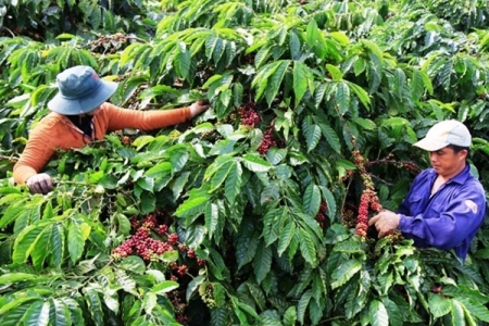 Giá nông sản ngày 25/1/2019: Cà phê tăng 500 đồng/kg, giá tiêu đi ngang