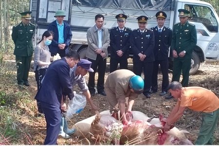 Quảng Ninh: Sát Tết Nguyên đán Kỷ Hợi, bắt lô lợn ‘khủng’ nhập lậu