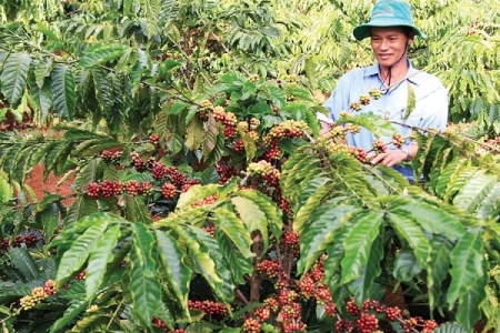 Giá nông sản ngày 1/2/2019: Cà phê tăng 500 đồng, giá tiêu tiếp tục đi ngang