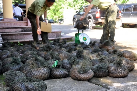 Hà Nội: Kiểm soát chặt chẽ buôn bán, tiêu thụ động vật hoang dã