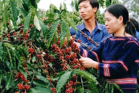 Nông sản ngày 18/2/2019: Đầu tuần giá cà phê tăng mạnh, tiêu giảm nhẹ