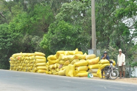 VFA yêu cầu doanh nghiệp đẩy nhanh thu mua lúa cho người dân