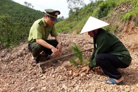 Bắc Giang: Trồng mới 983ha rừng bảo vệ môi trường