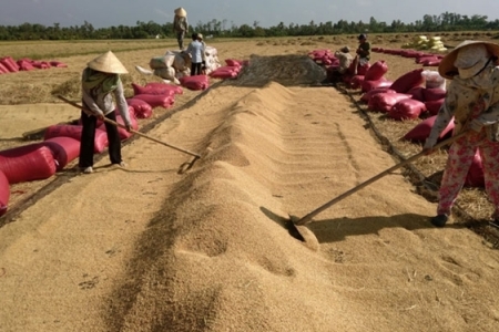 Đẩy mạnh cho vay tín dụng, thúc đẩy sản xuất và tiêu thụ lúa gạo khu vực ĐBSCL