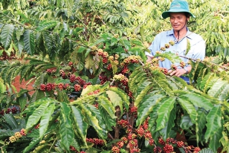 Giá nông sản ngày 7/3/2019: Giá cà phê, tiêu tiếp tục tăng