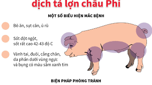 Triển khai các giải pháp cấp bách ngăn chặn bệnh dịch tả lợn châu Phi