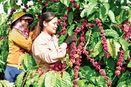 Thị trường nông sản ngày 20/3/2019: Giá cà phê tăng mạnh, tiêu đi ngang