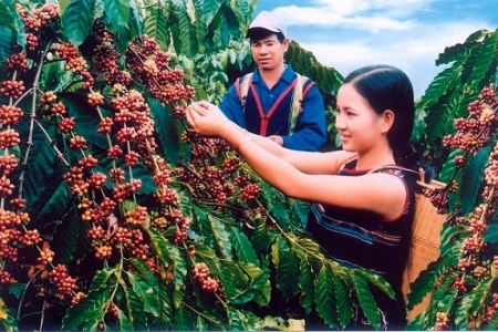 Xây dựng Khu công nghiệp nông - lâm nghiệp: Tạo đột phá trong sản xuất