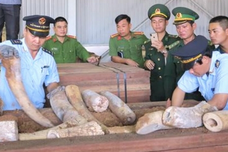 Phó Thủ tướng Trương Hòa Bình giao Bộ CA khẩn trương điều tra vụ 9,1 tấn ngà voi