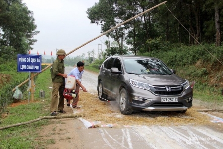 Nghệ An: Xuất hiện ổ dịch tả lợn châu Phi thứ tư